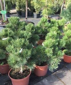 Alternative view of Bosninė pušis (sin. baltažievė) 'MALINKI'  / Pinus heldreichii (syn. Leucodermis) ‘Malinki’