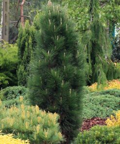 Juodoji pušis 'Green tower‘ / Pinus nigra 'Green tower‘