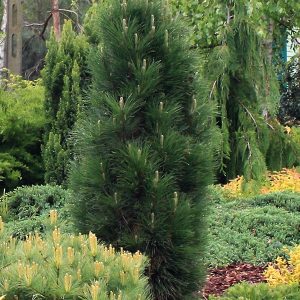 Juodoji pušis 'Green tower‘ / Pinus nigra 'Green tower‘