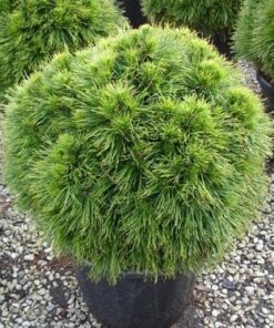 Juodoji pušis 'Spielberg‘  / Pinus nigra 'Spielberg‘