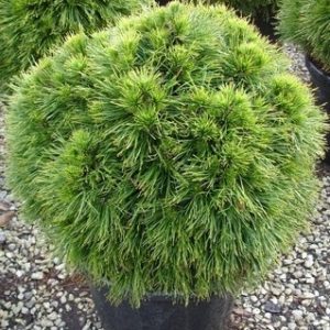 Juodoji pušis 'Spielberg‘  / Pinus nigra 'Spielberg‘