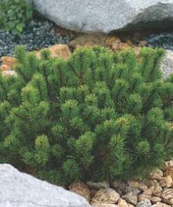 Kalninė pušis žemaūgė / Pinus mugo var pumila