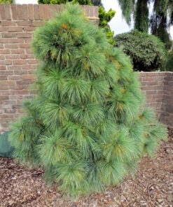 Šverino pušis 'Wiethorst' / Pinus schewrinii 'Wiethorst‘