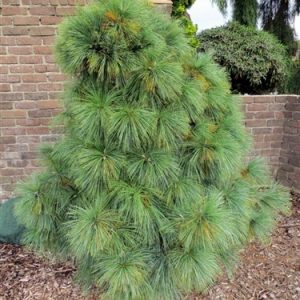 Šverino pušis 'Wiethorst' / Pinus schewrinii 'Wiethorst‘