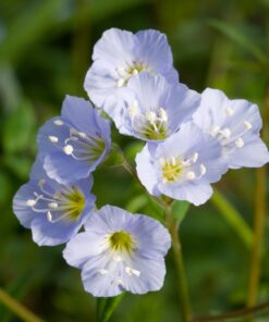 Alternative view of Šliaužiantysis palemonas / Polemonium reptans