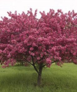 Rojaus obelis / Malus pumila Mill
