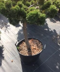 Alternative view of Kalninė pušis ‘Jacobsen’ / Pinus mugo ‘Jacobsen’