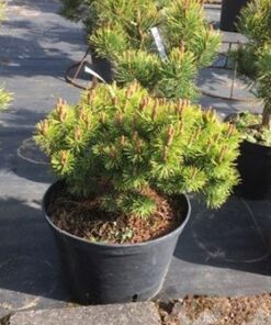 Alternative view of Kalninė pušis 'Ophir‘ / Pinus mugo 'Ophir‘