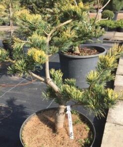 Smulkiažiedė pušis 'Fukai‘ / Pinus parviflora 'Fukai‘