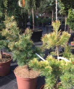 Alternative view of Smulkiažiedė pušis 'Goldylokcks‘ / Pinus parviflora 'Goldylocks‘