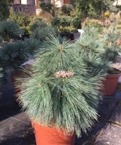 Alternative view of Šverino pušis 'Wiethorst' / Pinus schewrinii 'Wiethorst‘