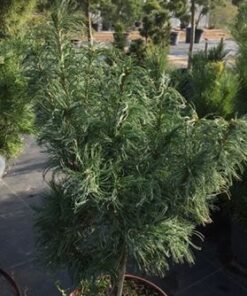 Alternative view of Veimutinė pušis 'Tiny Curls‘ / Pinus strobus ‘Tiny curls’