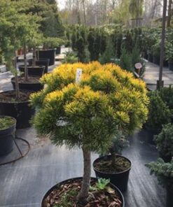 Alternative view of Kalninė pušis 'Wintergold' / Pinus mugo 'Wintergold‘