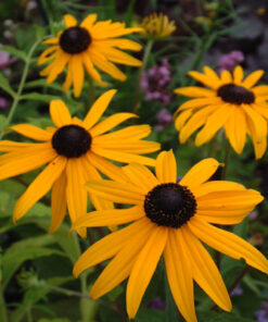 Alternative view of Žėrinčioji rudbekija / Rudbeckia fulgida