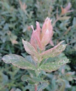 Alternative view of Sveikalapis karklas 'Hakuro Nishiki‘ / Salix integra 'Hakuro Nishiki‘