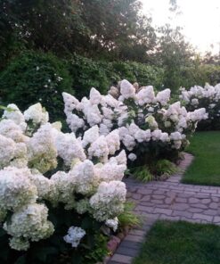 Šluotelinė hortenzija 'Polar Bear' / Hydrangea paniculata 'Polar Bear'