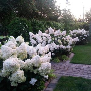 Šluotelinė hortenzija 'Polar Bear' / Hydrangea paniculata 'Polar Bear'