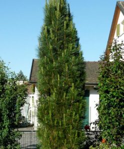 Alternative view of Juodoji pušis piramidinės formos 'Piramidalis' / Pinus nigra 'Piramidalis'