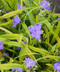 Tradeskantė / Tradescantia