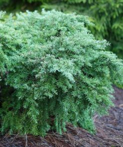 Alternative view of Kanadinė cūga 'Jeddeloh‘ / Tsuga canadensis ‘Jeddeloh’