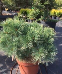 Veimutinė pušis 'Greg‘ / Pinus strobus ‘Greg’