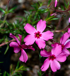 Alternative view of Ylalapis flioksas / Phlox subulata