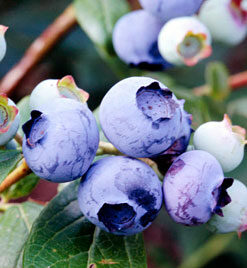 Aukštoji šilauogė 'Duke‘ / Vaccinium corymbosum 'Duke‘