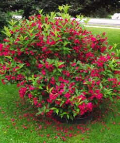 Veigelė 'Eva Rathke‘ / Weigela 'Eva Rathke‘