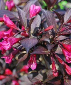 Gražiažiedė veigelė 'Alexandra‘ / Weigela florida 'Alexandra‘