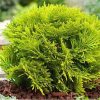 Vakarinė tuja 'Mirjam‘ / Thuja occidentalis 'Mirjam‘
