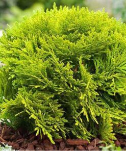 Vakarinė tuja 'Mirjam‘ / Thuja occidentalis 'Mirjam‘