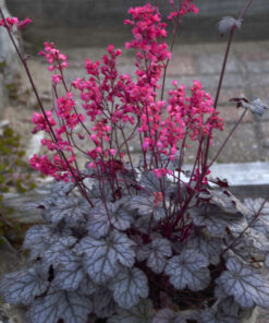 Alternative view of Alūnė (Heichera) / Heuchera