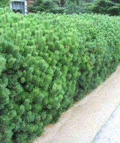 Alternative view of Kalninė pušis žemaūgė / Pinus mugo var pumila