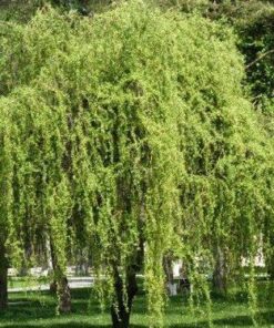 Svyruoklis gluosnis 'Tortuosa‘ / Salix babylonica 'Tortuosa‘