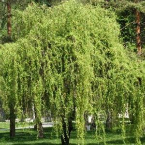 Svyruoklis gluosnis 'Tortuosa‘ / Salix babylonica 'Tortuosa‘