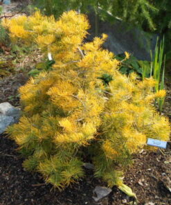 Alternative view of Pilkasis kėnis 'Winter Gold‘ / Abies concolor 'Winter Gold‘
