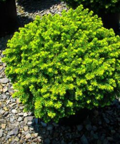 Paprastoji eglė 'Little Gem'  / Picea abies ‚Little Gem‘