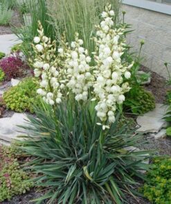 Alternative view of Juka / Yucca