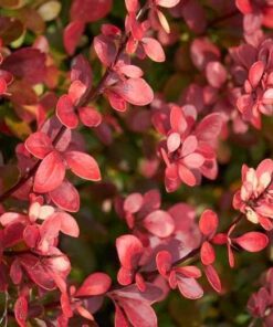 Alternative view of Tunbergo raugerškis 'Atropurpurea Nana' / Berberis thunbergii 'Atropurpurea Nana'