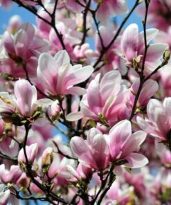 Sulanžo magnolija 'Alexandrina‘ / Magnolia soulangeana 'Alexandrina'