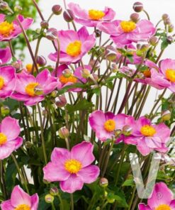 Alternative view of Japoninė plukė / Anemone japonica