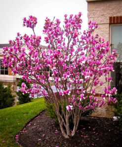 Lelijažiedė magnolija 'Susan‘ / Magnolia liliiflora x stellata 'Susan'