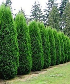 Vakarinė tuja 'Smaragd‘ / Thuja occidentalis 'Smaragd‘