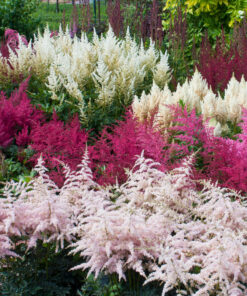 Astilbė / Astilbe arendsii