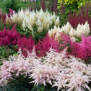 Astilbė / Astilbe arendsii
