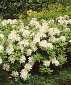 Alternative view of Azalija 'Silver Slipper‘ / Azalea 'Silver Slipper‘