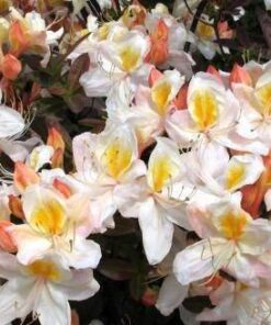 Azalija 'Silver Slipper‘ / Azalea 'Silver Slipper‘