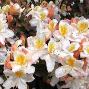 Azalija 'Silver Slipper‘ / Azalea 'Silver Slipper‘