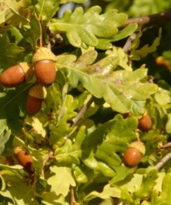 Alternative view of Paprastasis ąžuolas / Quercus robur