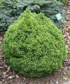 Alternative view of Paprastoji eglė 'Alberta Globe‘ / Picea abies 'Alberta Globe‘
